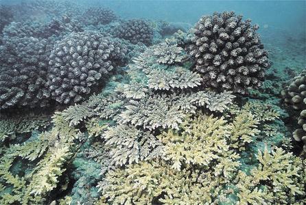 CotW: Acropora elegantula