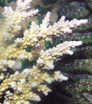 CotW: Acropora elegantula