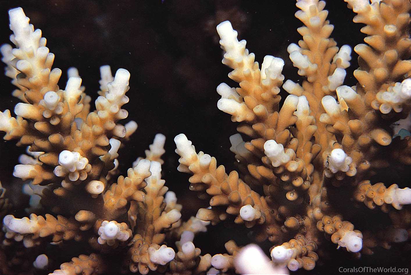 Acropora elseyi