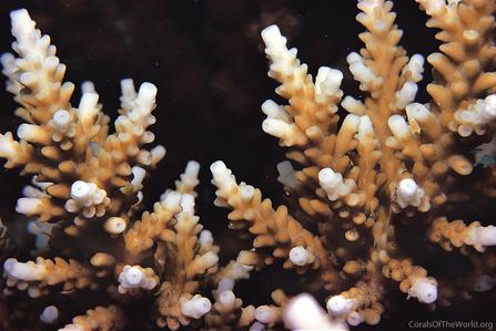 CotW preview: Acropora elseyi