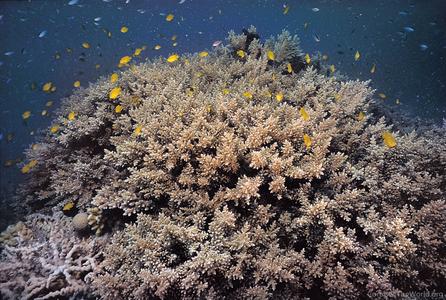 CotW: Acropora elseyi