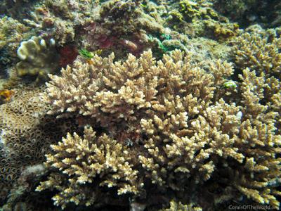 CotW: Acropora elseyi