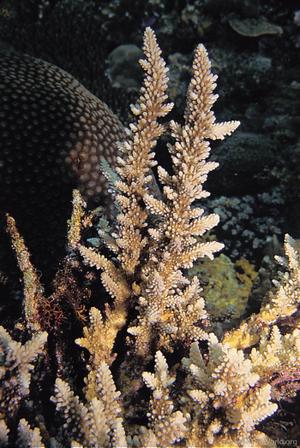 CotW: Acropora elseyi