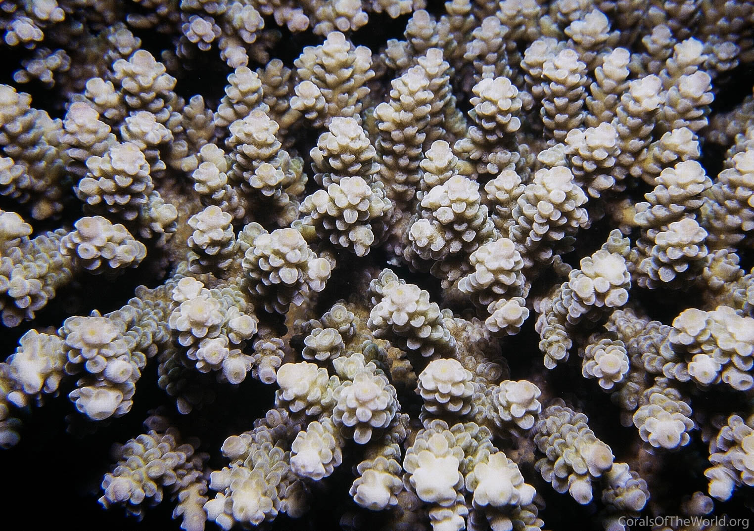 Acropora eurystoma