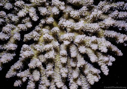 CotW preview: Acropora eurystoma