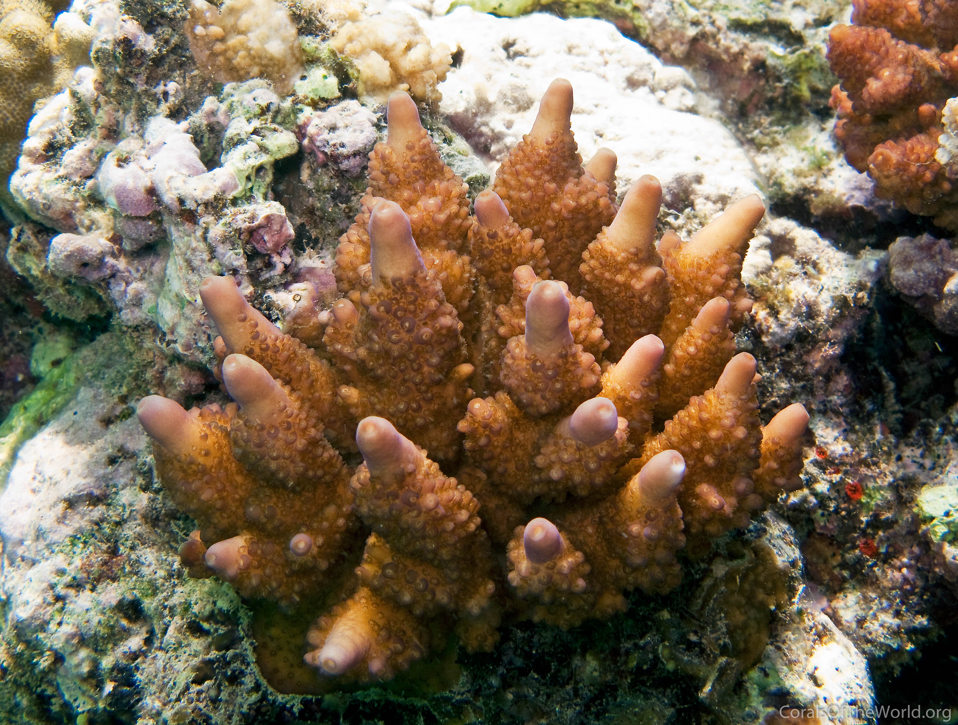 Acropora fastigata