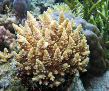 CotW preview: Acropora fastigata