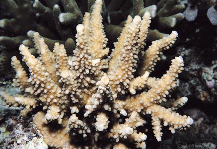 CotW: Acropora fastigata
