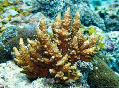 CotW: Acropora fastigata