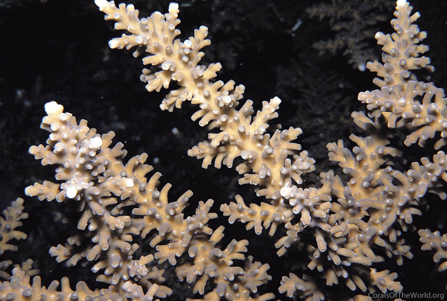 Acropora fenneri