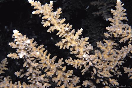 CotW preview: Acropora fenneri