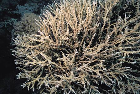 CotW: Acropora fenneri