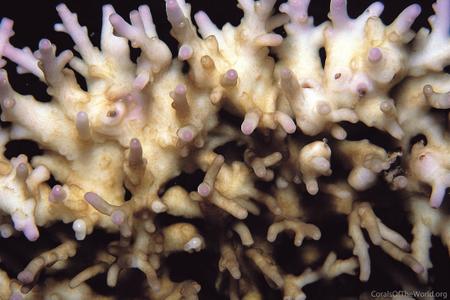 CotW: Acropora fenneri