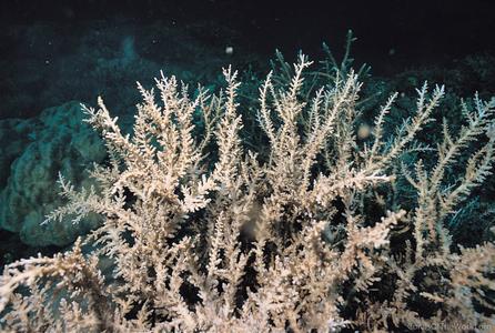 CotW: Acropora fenneri