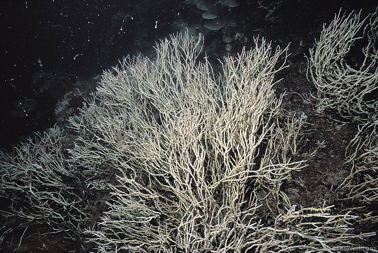Acropora filiformis