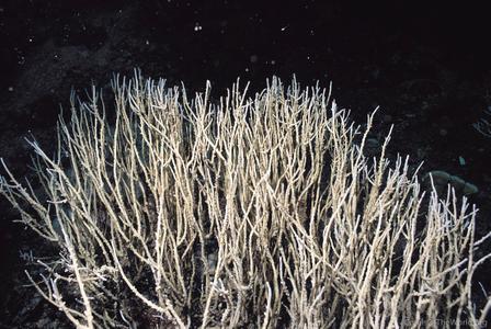 CotW preview: Acropora filiformis