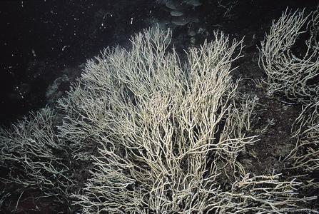 CotW: Acropora filiformis