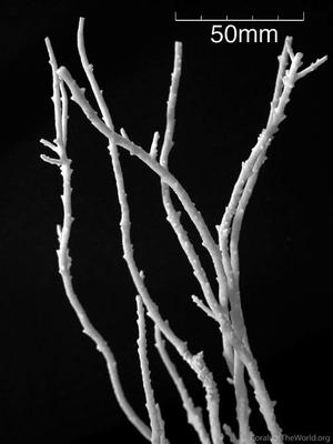 CotW: Acropora filiformis
