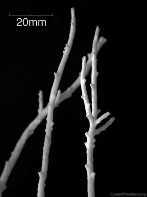 CotW: Acropora filiformis