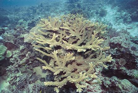 CotW preview: Acropora florida