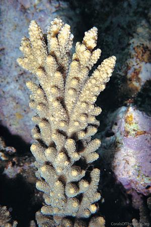 CotW: Acropora florida