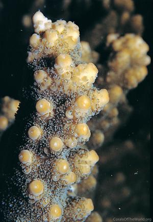 CotW: Acropora florida