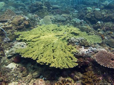 CotW: Acropora florida