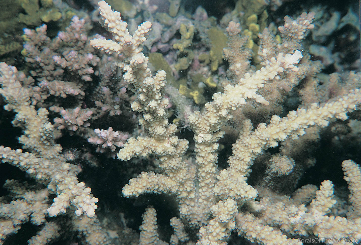 Acropora forskali