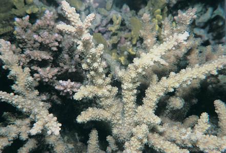 CotW preview: Acropora forskali