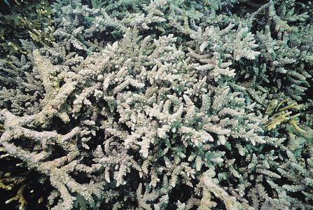 CotW preview: Acropora forskali