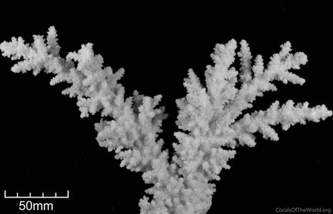CotW: Acropora forskali