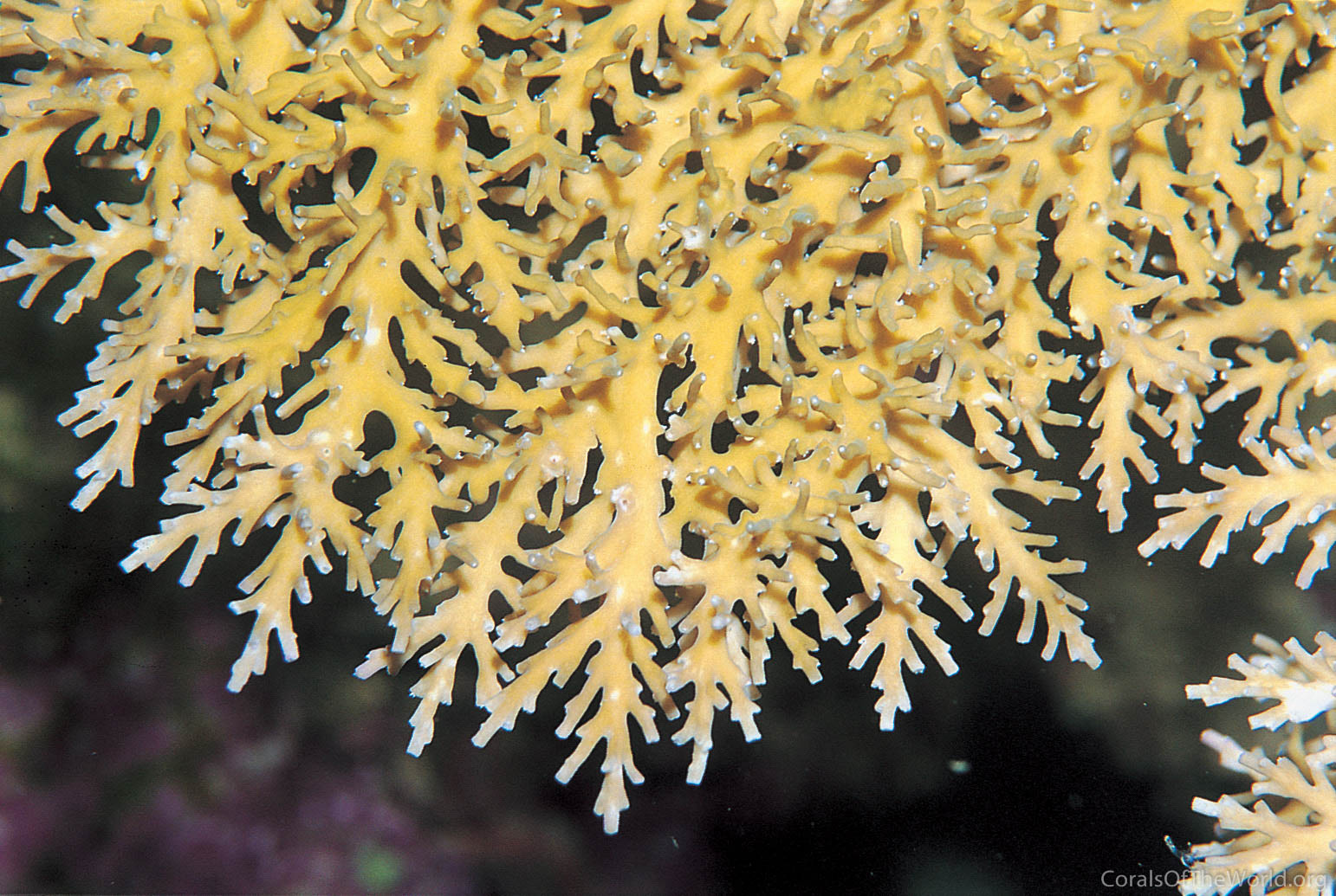 Acropora fragilis