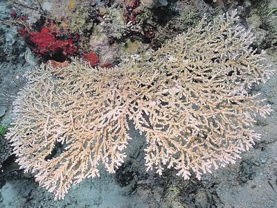 CotW preview: Acropora fragilis