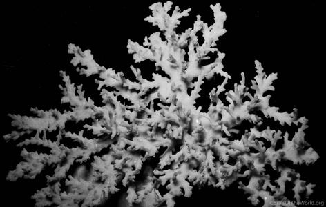CotW: Acropora fragilis