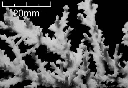 CotW: Acropora fragilis