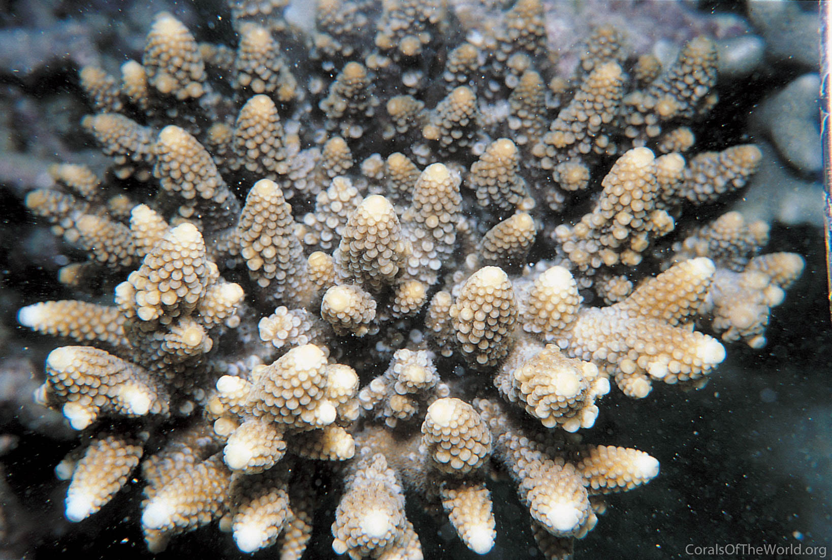 Acropora gemmifera