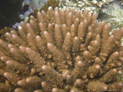 CotW preview: Acropora gemmifera