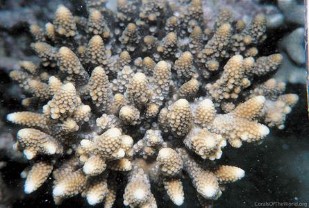 CotW: Acropora gemmifera