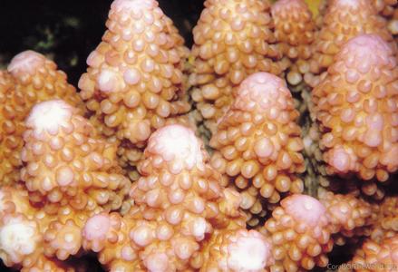 CotW: Acropora gemmifera