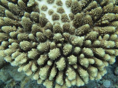 CotW: Acropora gemmifera
