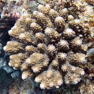 CotW: Acropora gemmifera