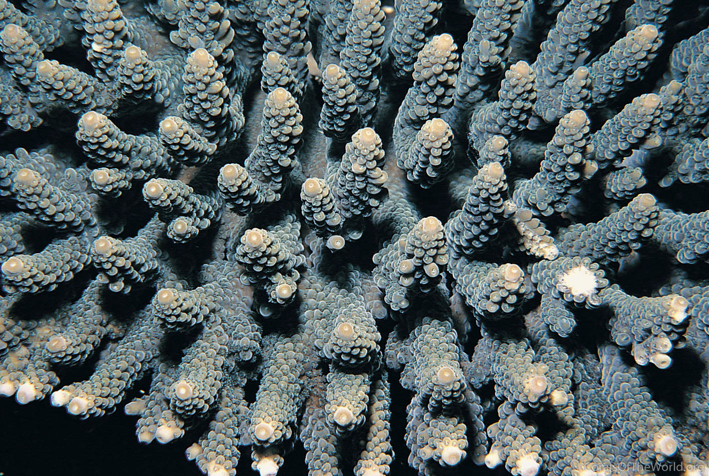 Acropora glauca