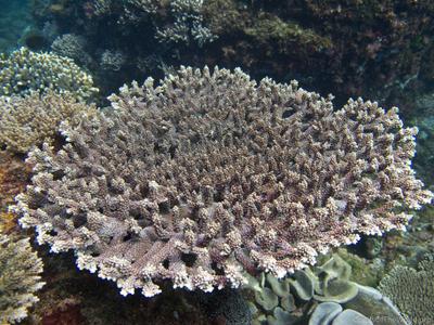 CotW preview: Acropora glauca