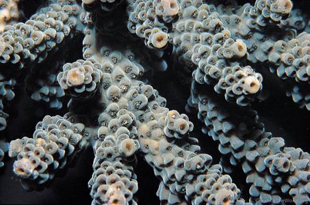 CotW: Acropora glauca