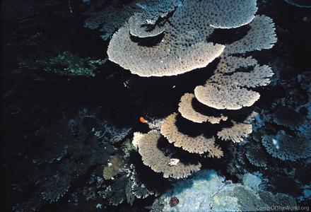 CotW: Acropora glauca