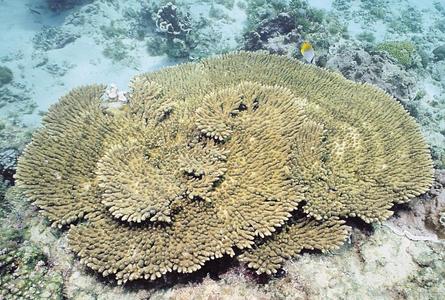 CotW: Acropora glauca