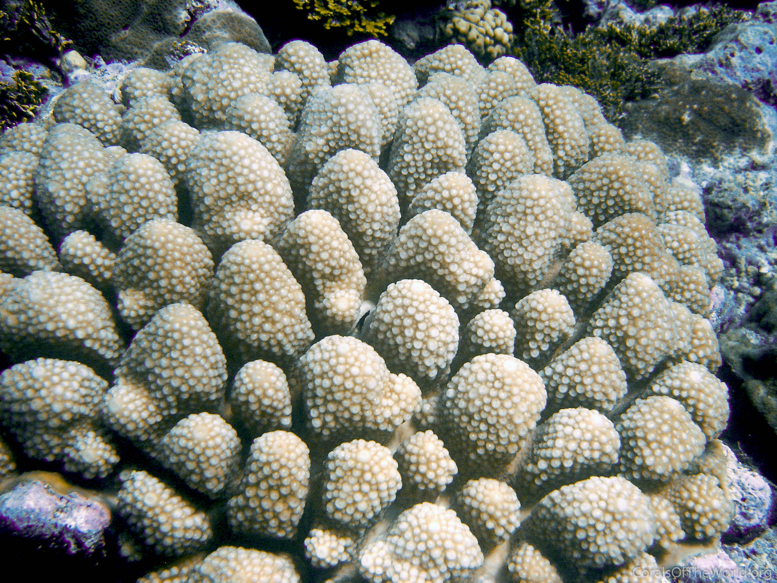 Acropora globiceps