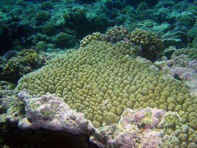 CotW preview: Acropora globiceps