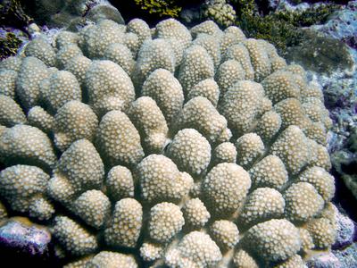 CotW: Acropora globiceps