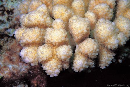 CotW: Acropora globiceps